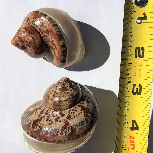 Shell Petholatus Banded Turbo shell, sea shell, seashell, seaurchin, sale, wholesale, bulk, wedding favors, terrarium