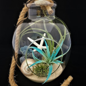Air Plant Glass Terrarium with Rope to hang or table top Tillandsia Beach Coastal Home Decor Airplant Succulent Sea Shells Starfish