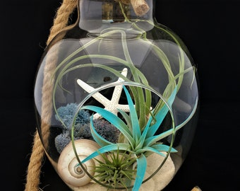 Air Plant Glass Terrarium with Rope to hang or table top Tillandsia Beach Coastal Home Decor Airplant Succulent Sea Shells Starfish