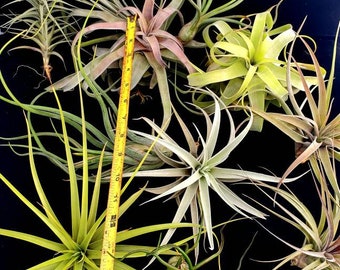 Large Air Plant Mix of 5  Airplant, Tillandsia, wholesale, Bulk, Sale, Wedding Favors, Terrariums