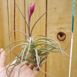 Air Plant Tillandsia Large Single Aeranthos great for terrariums or home decor plant