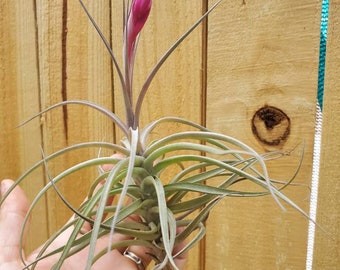 Air Plant Tillandsia Large Single Aeranthos great for terrariums or home decor plant