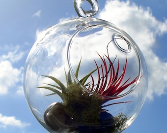 Globe Air Plant Hanging Terrarium Clear Glass Orb Kit with Moss, rock or sand