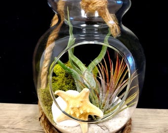 Terrarium en verre transparent Air Plant avec corde