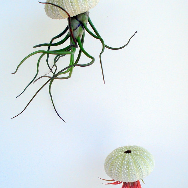 Hanging Sea Urchin Planter Set of Three Kit