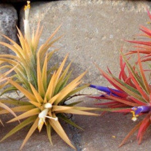 Air Plant 3 for 1 Sale Airplant, Tillandsia, wholesale, Bulk, Sale, Wedding Favors, Terrariums image 6