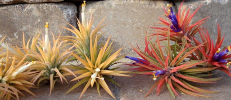 Air Plant 3 for 1 Sale Airplant, Tillandsia, wholesale, Bulk, Sale, Wedding Favors, Terrariums image 6