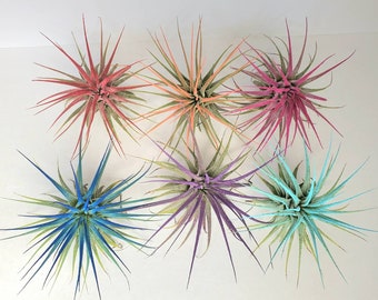 Lot de 6 plantes aériennes Tillandsia Iona : couleurs améliorées, rose, turquoise, violet, corail, rouge, indigo