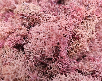 Reindeer Moss Red 3 OZ Bag Medium Bag   Airplant, Tillandsia, wholesale, Bulk, Sale, Wedding Favors, Terrariums