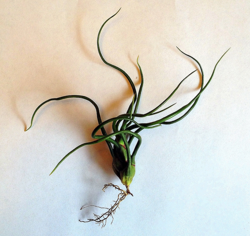 Air Plant Bulbosa Guatemala Tillandsia Singleairplant succulent bromeliad wholesale tilly terrarium home decor image 3