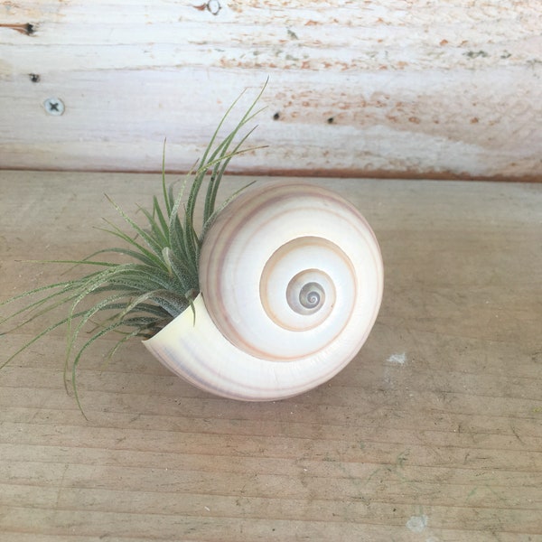 Air Plant Container Etsy