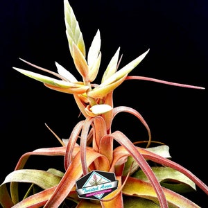 Air plant streptophylla LargeTillandsia