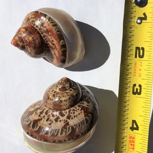 May include: Two brown and white seashells with a yellow measuring tape in the background. The tape measures up to 5 inches.