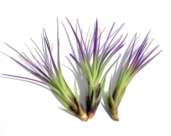 Air Plants