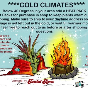 May include: Illustration of two air plants bundled in red blankets, with a campfire in the background. The text reads "****COLD CLIMATES**** Below 40 Degrees in your area add a HEAT PACK Heat Packs for purchase in shop to keep plants warm during shipping. Make sure to ship to your daytime address so the package is not left out in the cold, or wait till warmer months. Please feel free to reach out to us before or after shipping for any questions Air Plants are a tropical plant and can not tolerate freezing temps. Freezing temps are deadly to the plants Artwork by Twisted Acres See listing for heat pack link And policies"