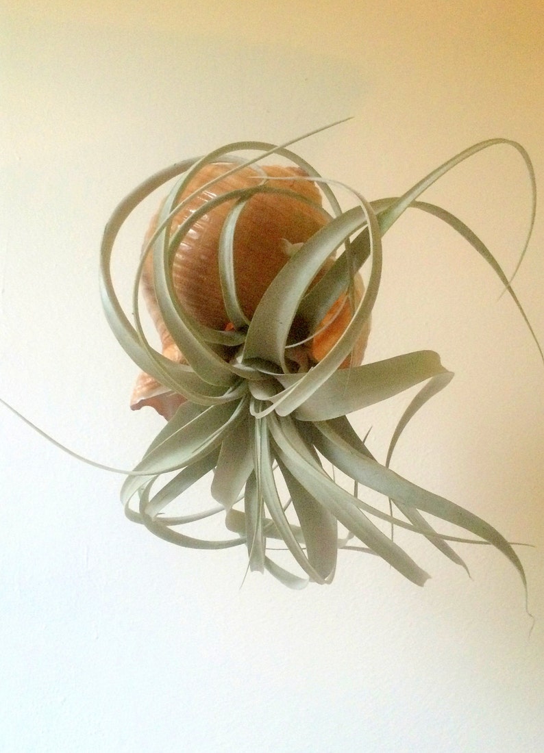 Air Plant Xerographica Hanging Large Shell Planter Come Etsy