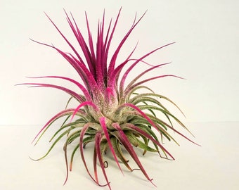 Tillandsia Iona, plante aérienne rose, plante simple