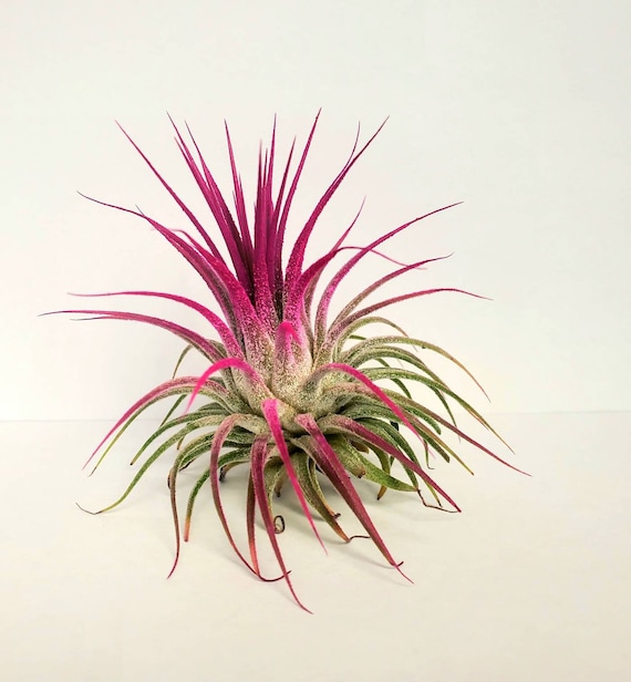 Tillandsia ‘Mother's Day' T'S TROPICALS Tillandsia 'Mother's Day' T'S TROPICALS