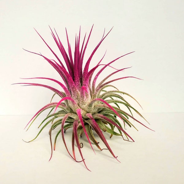 Air Plant Tillandsia Iona Pink Single Plant