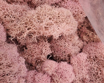 Reindeer Moss light pink 3 OZ Bag Medium Bag   Airplant, Tillandsia, wholesale, Bulk, Sale, Wedding Favors, Terrariums