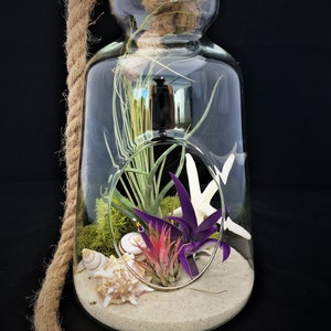 Air Plant Glass Terrarium with Rope to hang or table top Tillandsia Beach Coastal Home Decor Airplant Succulent Sea Shells Starfish
