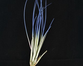 Indigo Juncea Airplant : plante de terrarium Tillandsia (4-7 po.)