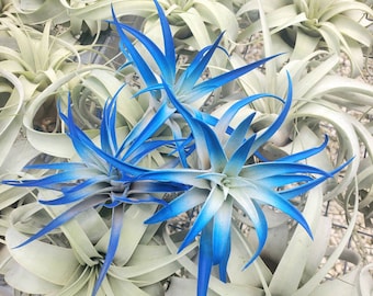 Air Plant Tillandsia 1, 3, or 5 Pack Indigo Dark Blue Plant Choose your Quantity