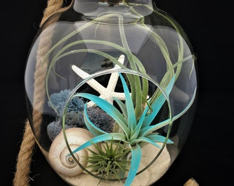 Air Plant Glass Terrarium with Rope to hang Comes Fully Assembled with Plants