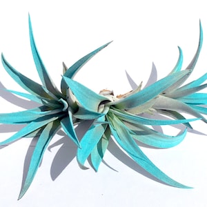 Turquoise Air Plant mix of 3 Airplant, Tillandsia, wholesale, Bulk, Sale, Wedding Favors, Terrariums image 1