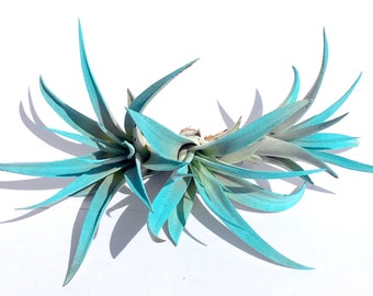 Turquoise Air Plant mix of 3  Airplant, Tillandsia, wholesale, Bulk, Sale, Wedding Favors, Terrariums