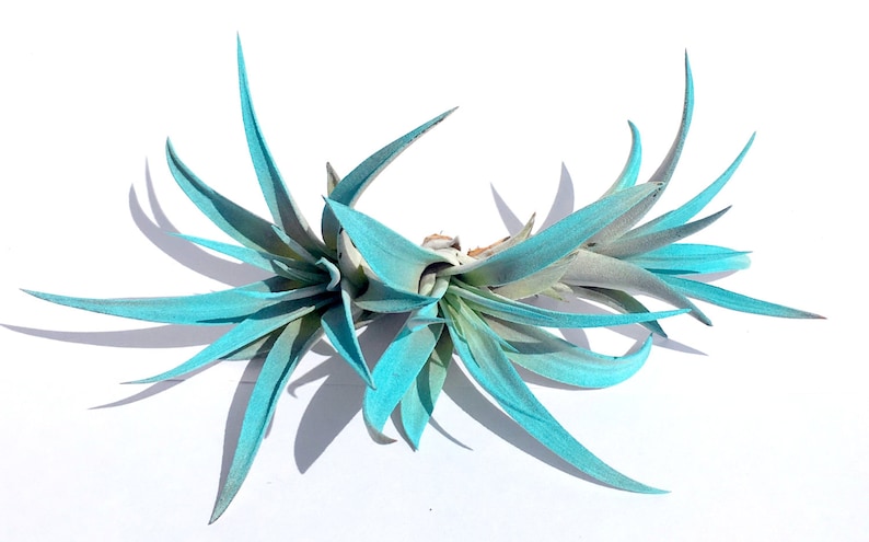 Turquoise Air Plant mix of 3 Airplant, Tillandsia, wholesale, Bulk, Sale, Wedding Favors, Terrariums image 1