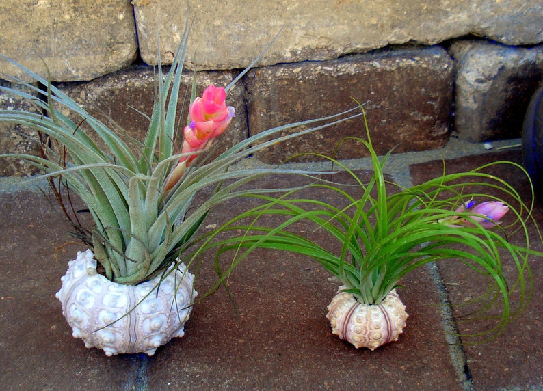 wholesale sea shell favor wedding Sea Urchin Air Plant Planter bulk seashell shell tillandsia container holder sale