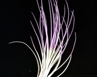 Purple Juncea  Airplant, Tillandsia, wholesale, Bulk, Sale, Wedding Favors, Terrariums