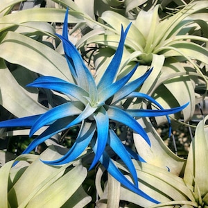 May include: A blue and green air plant with long, thin leaves. The plant is in focus, and the background is blurred.