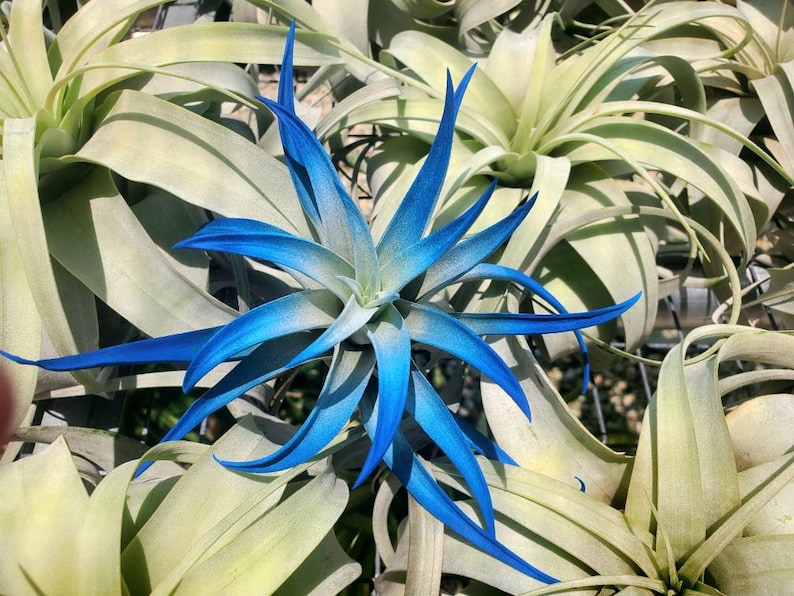 May include: A blue and green air plant with long, thin leaves. The plant is in focus, and the background is blurred.