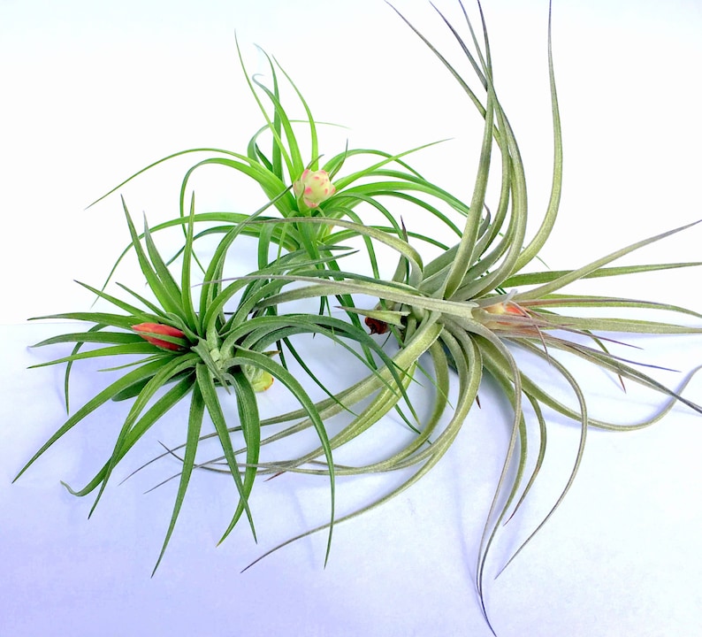 Terrariums Sale Tillandsia wholesale Air Plant In Bloom Collection Quantity of 4 Individual Plants Airplant Wedding Favors Bulk