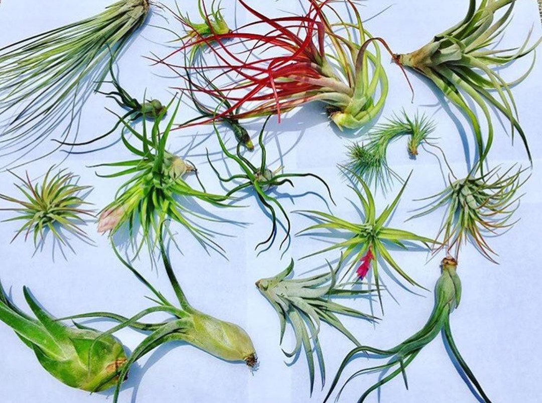 Air Plant WHOLESALE Mix Quantity of Your Choice Airplant, Tillandsia