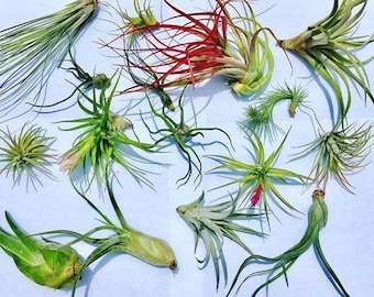 Air Plant WHOLESALE Mix quantity of your choice   Airplant, Tillandsia, wholesale, Bulk, Sale, Wedding Favors, Terrariums