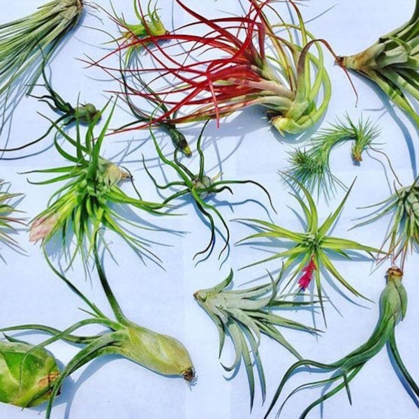 Air Plant WHOLESALE Mix quantity of your choice   Airplant, Tillandsia, wholesale, Bulk, Sale, Wedding Favors, Terrariums