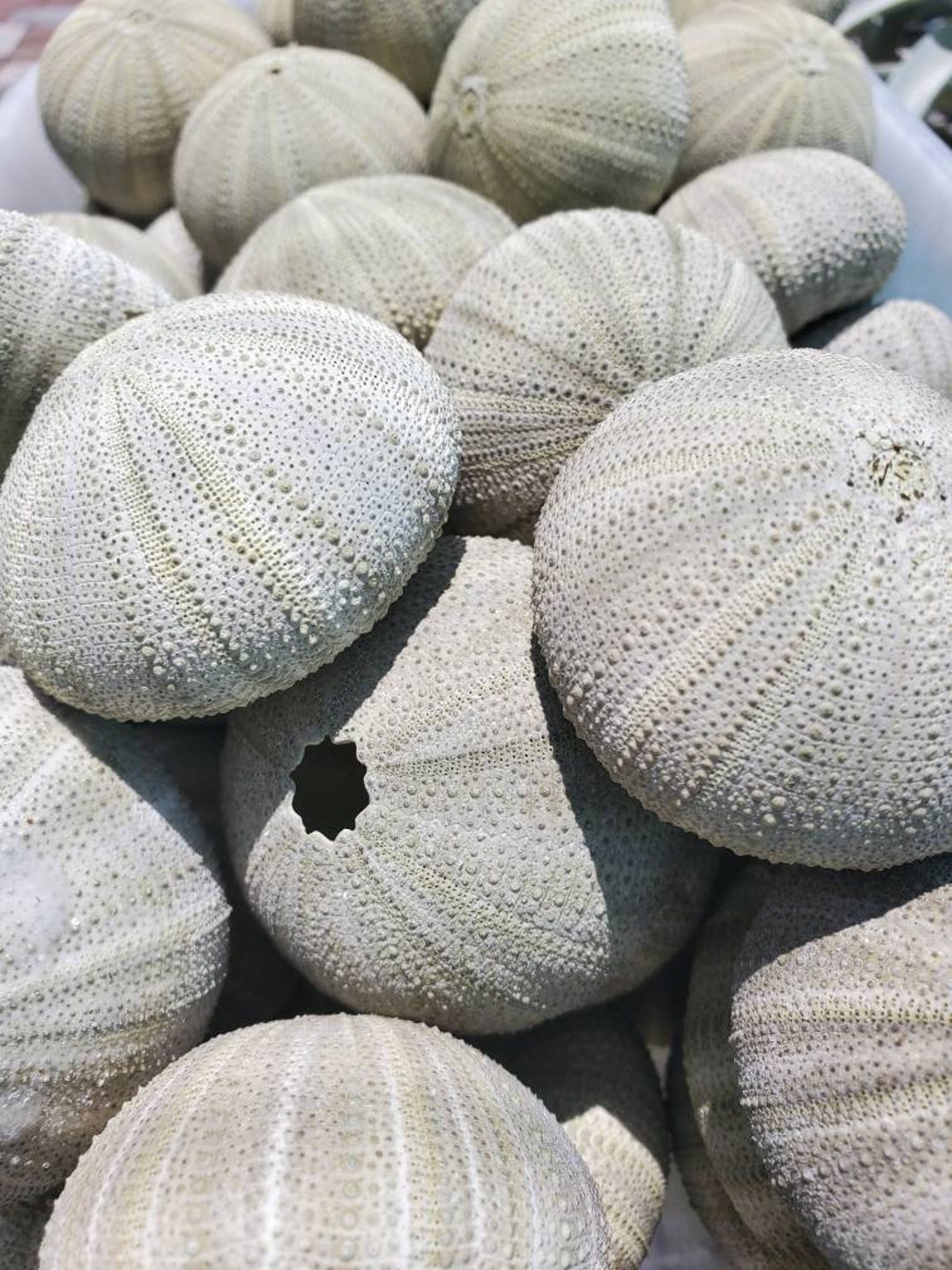 Sea Urchin Green Sea Urchin Sea Shell, Seashell, Sea Urchin, Sale