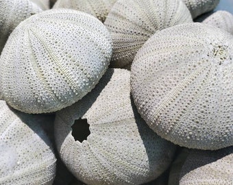 Seul oursin vert : coquillage terrarium aérien