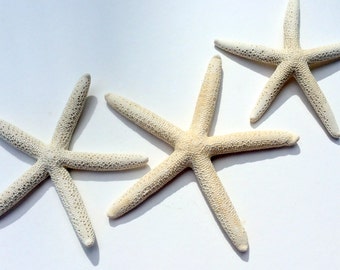 White Starfish 5"-6"  White Finger Starfish Wholesale Starfish Beach Wedding Ocean Decor choose your quantity FREE Shipping