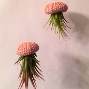 May include: Two pink and white sea urchin shells with green air plants growing out of them.