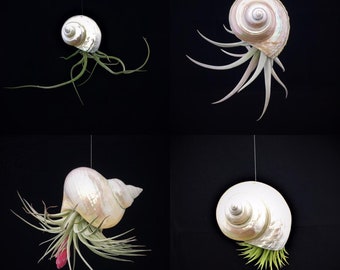 Air Plant Hanging in Pearl Turbo Sea Shell Choose Your Plant Fully Assembled Ready to Hang, Beach Coastal Home Decor Tillandsia Wedding