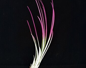 Hot Pink Juncea  Airplant, Tillandsia, wholesale, Bulk, Sale, Wedding Favors, Terrariums