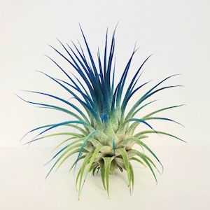 Air Plant Tillandsia Iona Dark Blue Indigo Single Plant