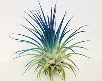 Air Plant Tillandsia Iona Dark Blue Indigo Single Plant