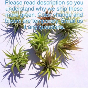 Air Plant 3 for 1 Sale Airplant, Tillandsia, wholesale, Bulk, Sale, Wedding Favors, Terrariums image 4