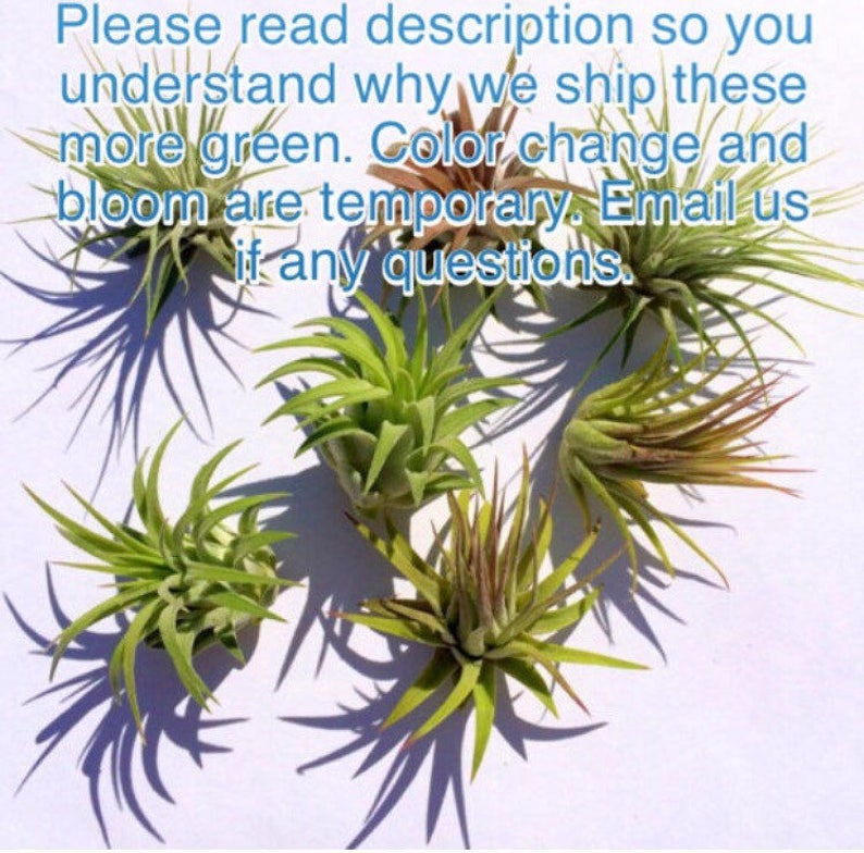 Air Plant 3 for 1 Sale Airplant, Tillandsia, wholesale, Bulk, Sale, Wedding Favors, Terrariums image 4