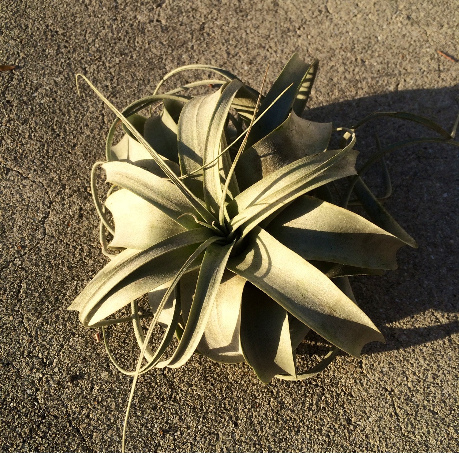 Xerographica Air Plant 6" size range**** tillandsia Airplant xer…